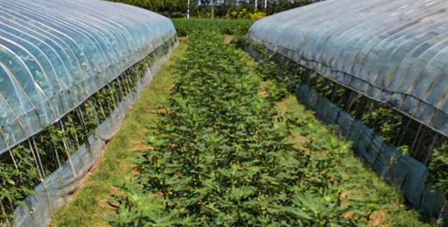 ����Ԓ�S�գ����u�м�ī�^(q��)��Ȫ�ֵ����o����ϲ�S�� ����ܛŴ���ː�